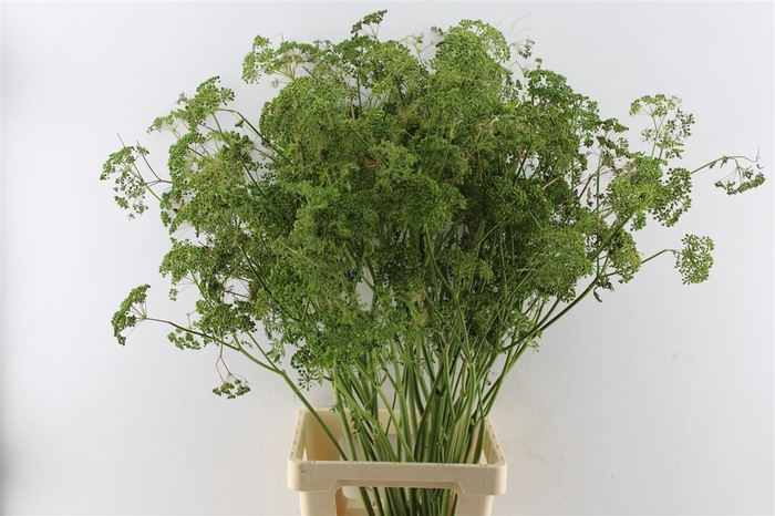 <h4>Foeniculum Vulgare (venkel)</h4>