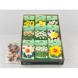 BLOEMBOL NARCIS