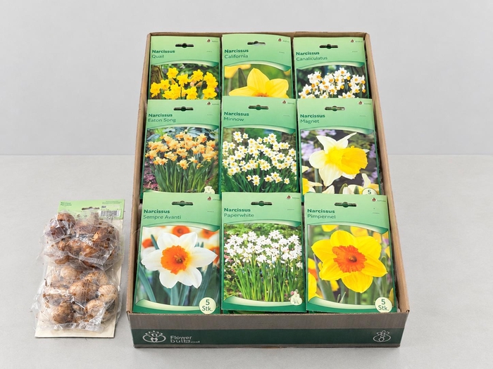 <h4>BLOEMBOL NARCIS</h4>