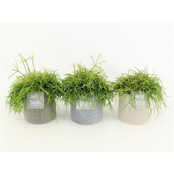 <h4>Rhipsalis Cassutha in Gaia keramiek</h4>