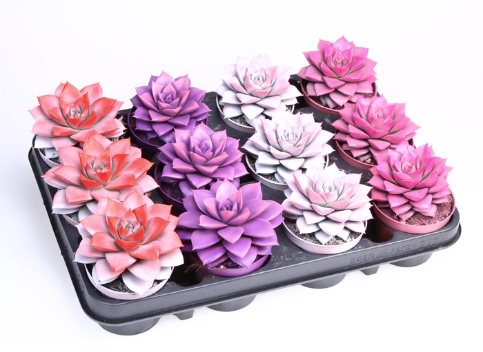 <h4>2 Colors love mix purper</h4>
