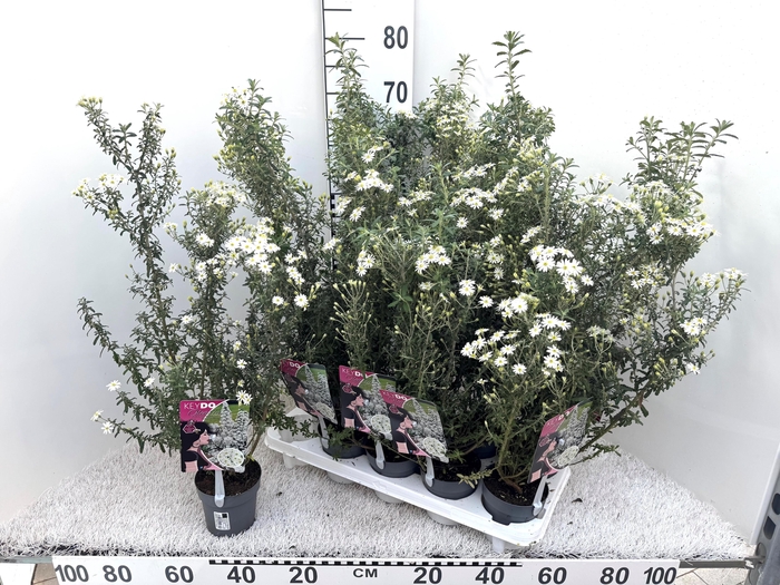 <h4>OLEAR HAASTII</h4>