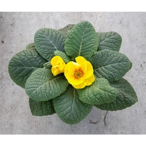 Primula ac. 'Cairo Golden Yellow'