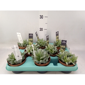 Haworthia cymbiformis