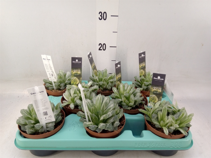 <h4>Haworthia cymbiformis</h4>