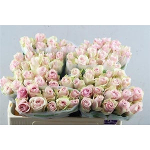 R Gr Pink Athena