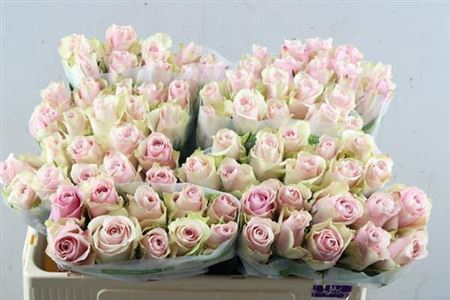 <h4>R Gr Pink Athena</h4>