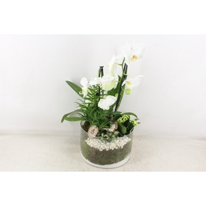 arr2 PL - Glas cilinder phal. wit