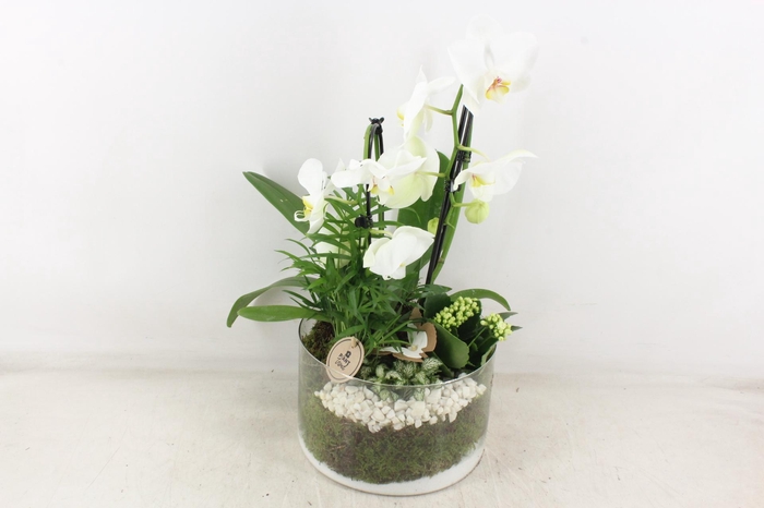 <h4>arr2 PL - Glas cilinder phal. wit</h4>