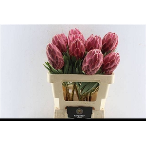 PROTEA VENUS