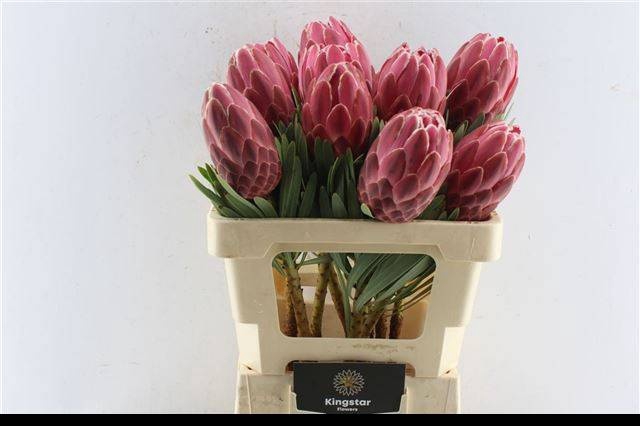 <h4>PROTEA VENUS</h4>