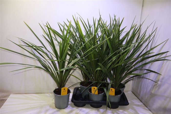 <h4>Cord In Peko</h4>