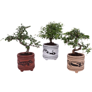 Bonsai Indoor Mix Ø12cm Mix B/S Shape in Ø14cm Ceramic EV664