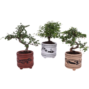 Bonsai Indoor Mix Ø12cm Mix B/S Shape in Ø14cm Ceramic EV664