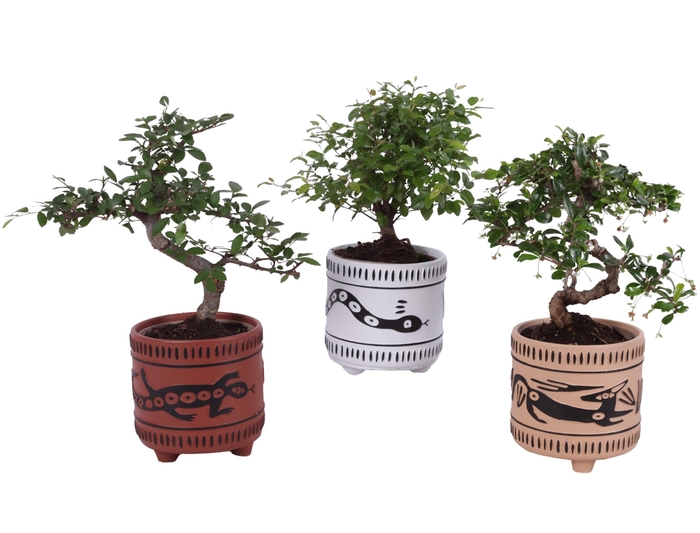 <h4>Bonsai Indoor Mix Ø12cm Mix B/S Shape in Ø14cm Ceramic EV664</h4>