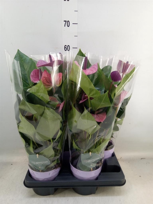 <h4>Anthurium andr. 'Cavalli'</h4>