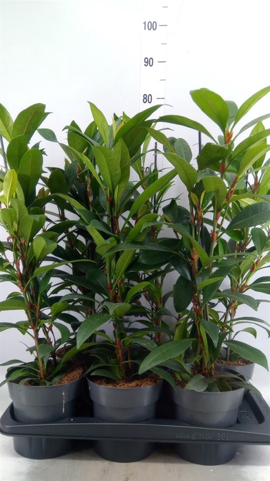 <h4>Ficus cyathistipula 'Compacta'</h4>