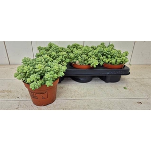 Sedum Burrito
