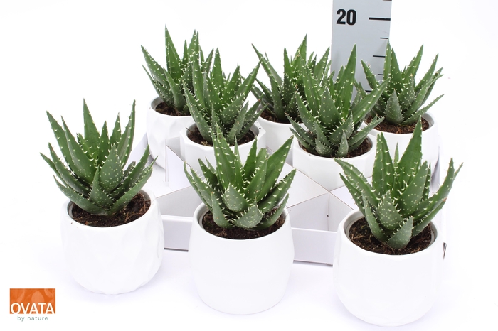 <h4>ALOE MEL JAWS</h4>