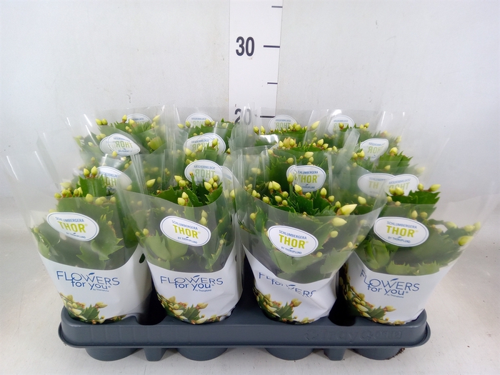 <h4>Schlumbergera   ...</h4>