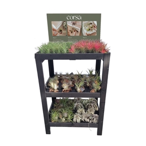 Tillandsia display hout 80 cm arrangementen