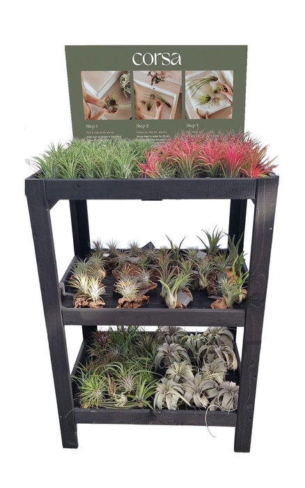 <h4>Tillandsia display hout 80 cm los en arrangement</h4>