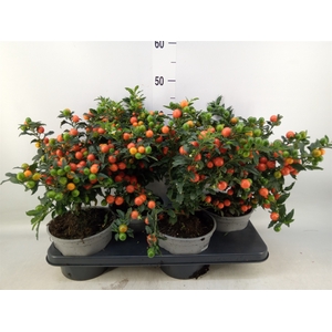 Solanum pseudocapsicum 'Bartoli'