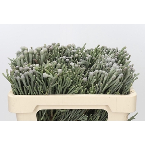Kaaps Groen Silver Brunia