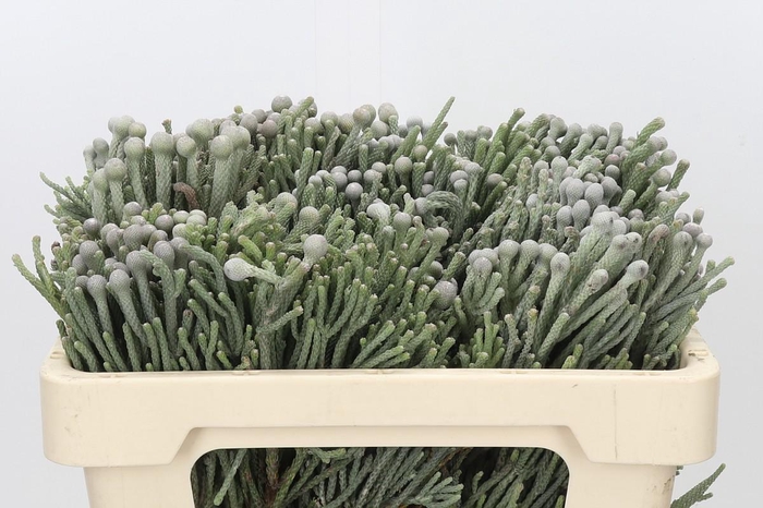 <h4>Kaaps Groen Silver Brunia</h4>