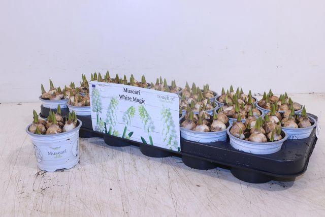 <h4>MUSCARI WHITE MAGIC P9</h4>