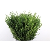 Buxus Green P Bunch