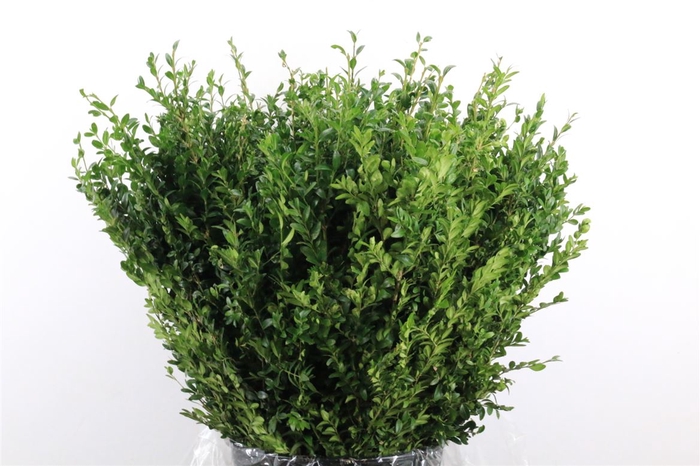 Buxus Green P Bunch