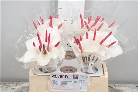<h4>Anth A Fresh Love 40 L35</h4>
