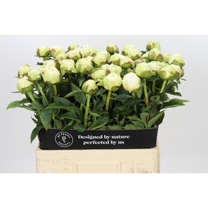 Paeonia Snow Princess