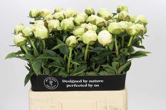 Paeonia Snow Princess