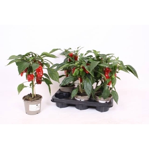 PAPRIKA PLANTEN