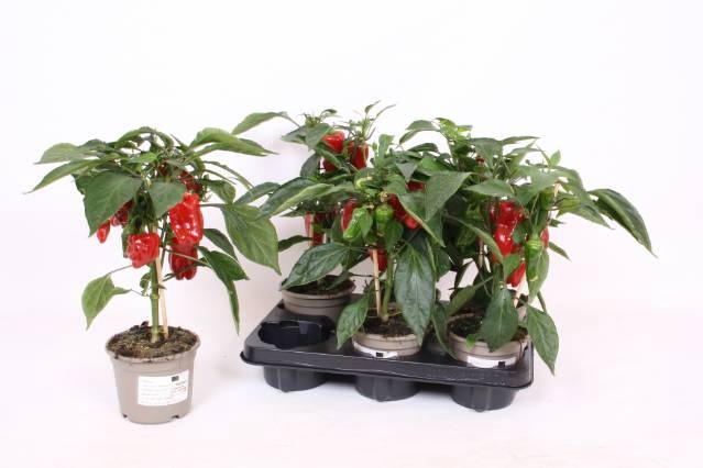 <h4>PAPRIKA PLANTEN</h4>