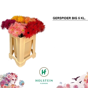 Gerbera Spider Mix Spider Water