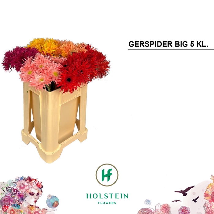 <h4>Gerbera Spider Mix Spider Water</h4>