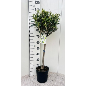 Olea europaea on stem