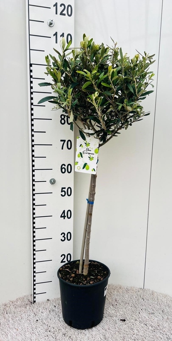 <h4>Olea europaea on stem</h4>