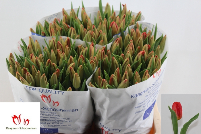 <h4>TU EN ORANGE THIAGO</h4>