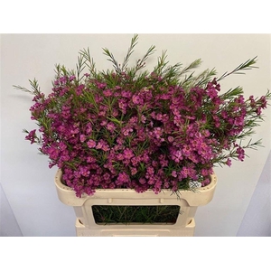 CHAMELAUCIUM  'EDEN'