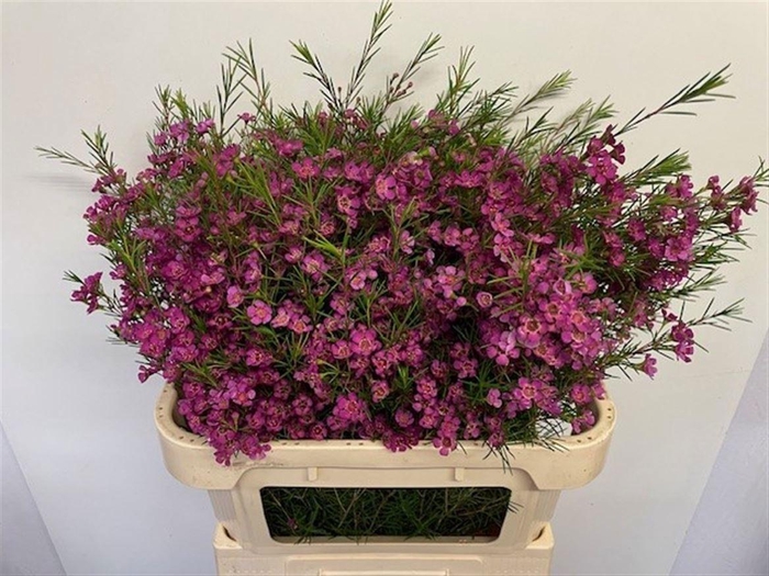 <h4>CHAMELAUCIUM  'EDEN'</h4>