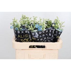 Delphinium El Overig