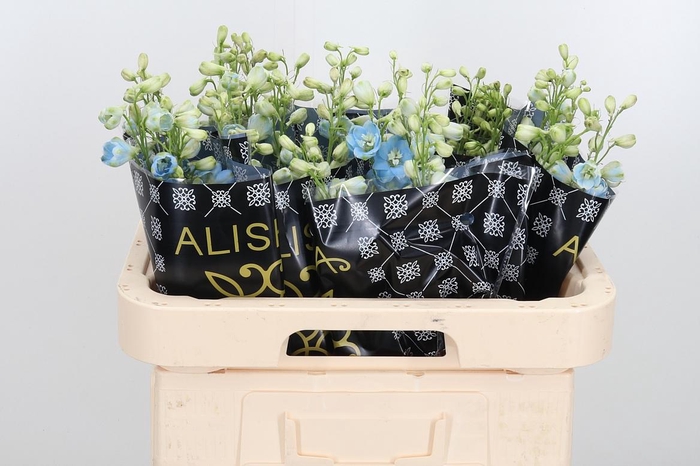 <h4>Delphinium El Overig</h4>