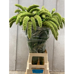 SETARIA IT GR PEARL