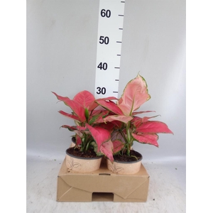 Aglaonema   ...