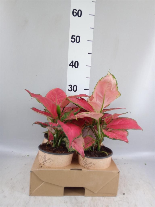 <h4>Aglaonema   ...</h4>
