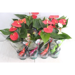 ANTHURIUM VARIADO P09